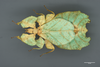 CollectionObject 1563457; bd83932c-448e-4350-92cb-5a3d253406a6: copyright SDEI, Müncheberg. female (holotype). (CollectionObject).
