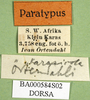 CollectionObject 1571183; 15df409c-2992-4607-8f4b-c968e9e77d5c: labels (syntype of Karasicola oertendali). (CollectionObject).