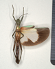 CollectionObject 1558268; f3dad98e-bffc-419f-b891-eed915efa757: copyright MIZ, Warsaw. male, ventral view (syntype). (CollectionObject).;CollectionObject 1558269; b4cef16c-4cb8-45c5-b455-7adc37dbc9d4: copyright MIZ, Warsaw. male, ventral view (syntype). (CollectionObject).