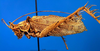 CollectionObject 1500479; 28eb1944-fbac-4585-95cf-3d9960f9e403: male, lateral view (holotype). (CollectionObject).