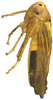 Habitus, lateral view on Andanus tambopixunensis Pinedo-Escatel, Dietrich & Zahniser, 2022: holotype. (Observation).