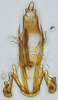 Aedeagus, ventral view: (Observation).