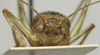 CollectionObject 1535064; 570c72b6-cbab-47b9-ba5a-d9e15438a81f: male, frontal view (holotype). (CollectionObject).