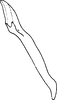 Aedeagus, lateral view: !! display not done !! on Empoasca (Empoasca) fabae (Harris, 1841): Aedeagus, lateral view. (Observation).