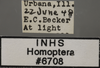 Other: !! display not done !! on Alebra albostriella (Fallén, 1826): Label - variation. Labels for color variation (2). (Observation).