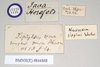 CollectionObject 1562028; NHMUK(SF IMPORT DUPLICATE) 844848, 8588c4b1-ecf0-4b76-a358-14f9321ab8f8: copyright Natural History Museum, London. female, data labels of Necroscia sipylus (lectotype). (CollectionObject).