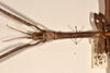 CollectionObject 1557423; a67660e4-0f78-4b4e-af9a-2536327852b6: copyright OUMNH. female: head & thorax, lateral view (syntype). (CollectionObject).