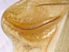Pseudopreussia flavifolia Hemp, 2017: male stridulatory file (Tanzania, Kisarawe). (Otu).