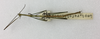 CollectionObject 1559644; 11057412-5713-447a-9f6b-f80b885c6c12: copyright ETHZ. male, dorsal view (syntype). (CollectionObject).