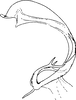 Aedeagus, lateral view on Chudania yunnana Yang & Zhang, 1990: Aedeagus, lateral view. (Observation).