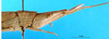 CollectionObject 1501289; 838544be-f956-4edd-998d-b5a0ef908693: female, head and pronotum, lateral view (holotype). (CollectionObject).