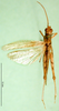 CollectionObject 1571956; 266b0a8b-91c0-4a86-836d-c48c298d65c0: female, dorsal view (paratype). (CollectionObject).