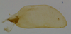 Subgenital plate, ventral view on Carapona vulta (DeLong & Freytag, 1975): Male [DZRJ]: subgenital plate, ventral view. (Observation).