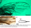 Cretacetrocta libanella Hakim & Azar, 2024: (Otu).