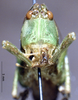 CollectionObject 1529071; ZIN 3225005, 170599ac-d1a9-4295-9ce4-8deb53dd7b8e: female, frontal view (paratype). (CollectionObject).