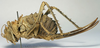 Hetrodes pupus pupus (Linnaeus, 1758): female, lateral view (holotype of Hetrodes macrurus). (Otu).