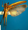 CollectionObject 1501734; 4e597769-1ca5-4ca2-ac0b-4277a921ef1d, DORSA BTpoestrS03: female, dorsal view. (CollectionObject).