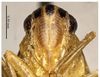Head on Boundarus trimaculatus Li & Wang, 1998: (Observation).