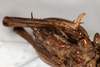 CollectionObject 1537339; 61d365f1-11bd-44b2-ab9d-920770231826: female, ventral view (syntype #1). (CollectionObject).