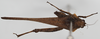 CollectionObject 1578119; NNM 72, 629f6e83-9a8c-45a8-a01e-8d497e7dc405: male, dorsal view (syntype). (CollectionObject).
