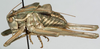 CollectionObject 1527080; 322004fe-a496-4d3c-8232-144f637f86e3: male habitus, lateral view (holotype). (CollectionObject).