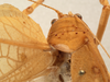 CollectionObject 1534495; 9b1b0528-4e5a-4385-9eea-a98325dda28b: female pronotum, dorsal view (syntype of Mataeus orientalis). (CollectionObject).