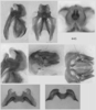 Melanoplus indigens Scudder, 1897: male genitalia. (Otu).