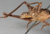 CollectionObject 1475708; 19fbc150-81d7-45ba-a036-b7db7fde2400: Male, #2, terminalia, ventral view (syntype). (CollectionObject).