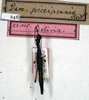 CollectionObject 1558272; 9b3e06da-4b96-431d-bc0d-941e98e5e1ec: copyright NMW. male (paralectotype). (CollectionObject).
