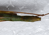 CollectionObject 1576280; 7f77f770-5950-4fa5-a637-d2c728396a69: copyright FRCS, Sabah. female: end of abdomen, ventral view (paratype). (CollectionObject).
