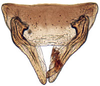 Subgenital plate, ventral view on Achaeticina Emeljanov, 1962: Achaetica anbasidis, subgenital plates and valve, ventrally (INHS). (Observation).
