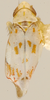 Habitus (holotype, KSEM collection) Depicts Habitus, dorsal view, an Observation.