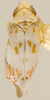 Habitus, dorsal view: Habitus (holotype, KSEM collection). (Observation).