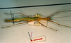 CollectionObject 1559575; 2b8d94e5-f5e3-473f-8212-f0d7519d2b50: copyright RBINS Brussels. female, lateral view (syntype). (CollectionObject).