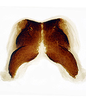 Forewing: Female internal sternum VIII.<br>U.S.A., Texas, El Paso, USNM.<br> Photo: S. Krishnankutty. (Observation).