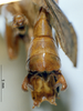 CollectionObject 1516183; c0584c50-73e7-419c-a6bf-25e7e6aed833: male cerci (holotype). (CollectionObject).