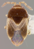 CollectionObject 1593414; 36d7c3c9-65f4-4c8b-9ec7-32336a5c281b: Arimacoris pileacola HOLOTYPE (NMNH) - (CC BY-NC 3.0) - Photo by Pablo M. Dellapé with permission from the National Museum of Natural History (NMNH), Smithsonian Institution, Washington, D.C. (CollectionObject).