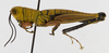 CollectionObject 1523755; 4cfd052e-46d5-4e07-923f-726f2f52140b: male, lateral view (holotype). (CollectionObject).
