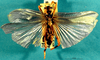 CollectionObject 1520539; 094e6a50-7be2-4a0f-a3d2-ec8bb083b6de: male, dorsal view. (CollectionObject).