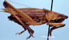 Banza nihoa Hebard, 1926: male, lateral view (paratype). (Otu).