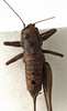 CollectionObject 1529740; d034ab3c-e6d6-4733-9c65-4f80df5c0fed: female, dorsal view (syntype). (CollectionObject).;CollectionObject 1529741; 2afb29c9-0efc-42f9-9cc6-458458bd1a39: female, dorsal view (syntype). (CollectionObject).