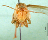 CollectionObject 1501501; 865c340a-ea8a-4459-9cb9-fcd1ce733ac6, MfN BA000619S01: female, frontal view (holotype). (CollectionObject).