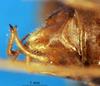 CollectionObject 1475812; ab271183-163a-4942-99ae-f3626f01b929: male cerci (syntype). (CollectionObject).