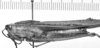 CollectionObject 1533384; 8dca2bba-07b9-411d-9f20-bf232ab70643, USNM 12083: female, lateral view (syntype). (CollectionObject).