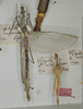 Singaporoidea enganensis (Giglio-Tos, 1910): copyright MSNG. female (holotype). (Otu).