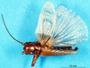 CollectionObject 1502555; 4157409d-9462-483f-b2f4-cf871b487440: male, dorsal view. (CollectionObject).