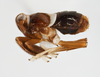 Habitus, lateral view: !! display not done !! on Pissonotus nitens (Van Duzee, 1909): (Observation).