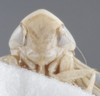 Head on Euzyginella marki Dietrich, 2013: Head/Face. Paratype. (Observation).
