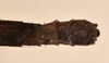 CollectionObject 1563025; OUM 493', a71f19c2-831b-48c2-9138-8860187e6e55: copyright UMO, Oxford. male end of abdomen, ventral view (paralectotype). (CollectionObject).