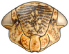 Head: Goniagnathus rugulosus, face (INHS). (Observation).